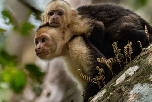 San Jose: Manuel Antonio nasjonalpark Dagstur med lunsj