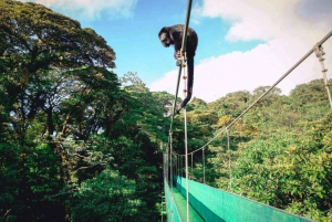San Jose: Monteverde Sky Tram & Hanging Bridges Day Tour