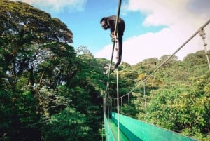 San José: Monteverde Sky Tram & Hängebrücken Tagestour