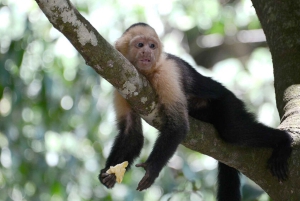 San Jose: Monteverde Sky Tram & Hängebrücken Tagestour