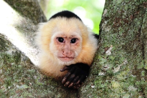 San Jose: Monteverde Sky Tram & Hängebrücken Tagestour