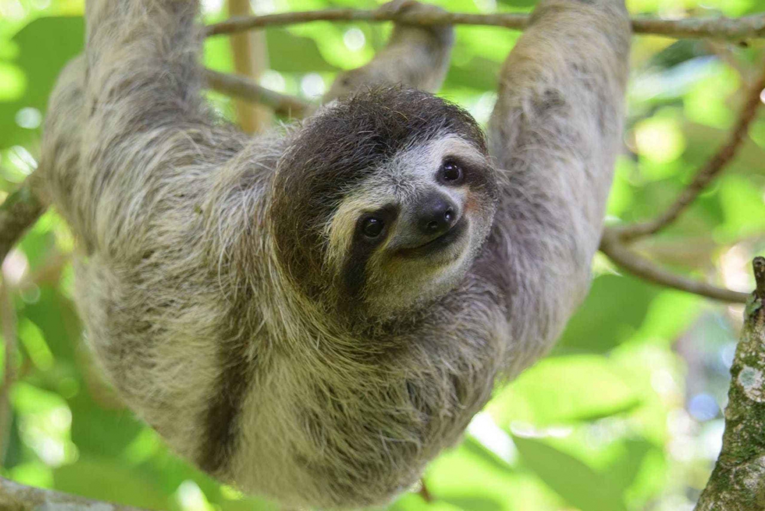 San Jose: Sloth and Wildlife Rescue Center Tour