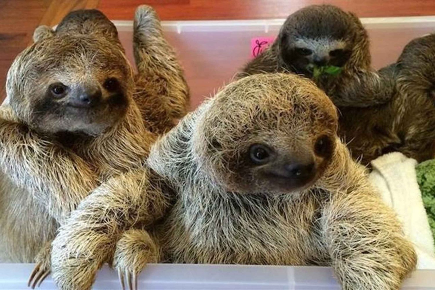 San Jose: Tur till Sloth och Wildlife Rescue Center