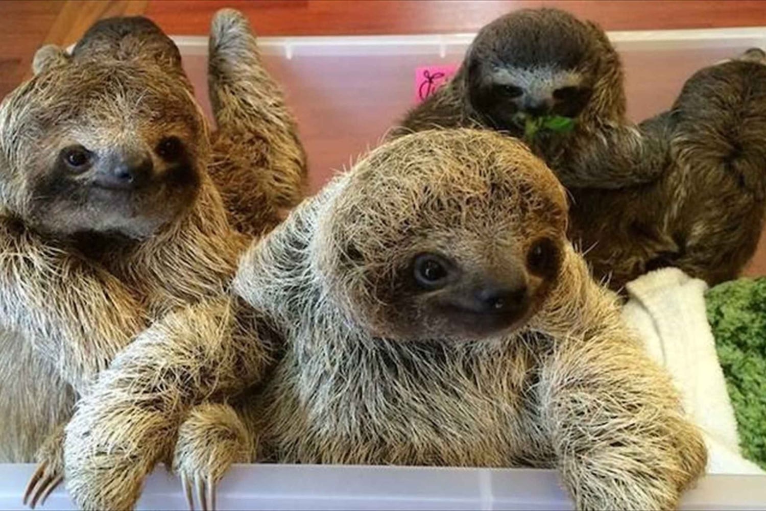 San Jose: Sloth and Wildlife Rescue Center Tour