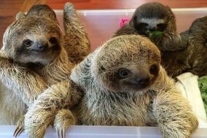 San Jose: tour del centro di salvataggio di bradipo e fauna selvatica