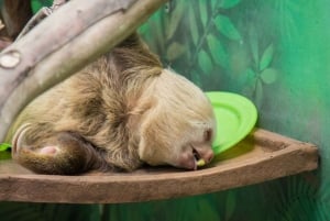 San Jose: Sloth og Wildlife Rescue Center Tour