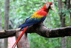 San Jose : Visite du centre de sauvetage des paresseux et des animaux sauvages