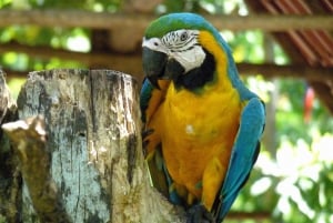 San José: Tour zum Faultier- und Wildtier-Rettungszentrum