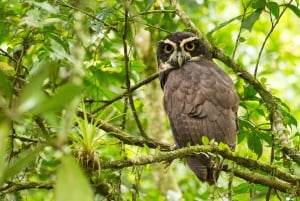 San Jose: rondleiding door luiaard en reddingscentrum voor dieren in het wild