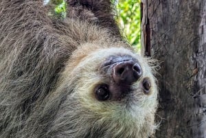 San Jose: tour del centro di salvataggio di bradipo e fauna selvatica
