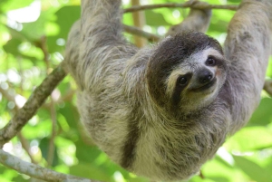 San Jose: Sloth and Wildlife Rescue Center Tour
