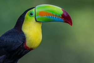 San Jose: Sloth and Wildlife Rescue Center Tour