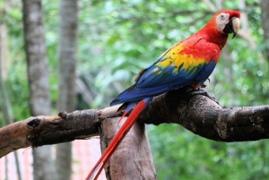 San Jose: Sloth and Wildlife Rescue Center Tour