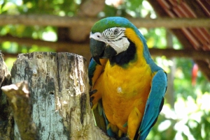 San Jose: Sloth and Wildlife Rescue Center Tour