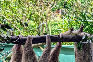 San Jose: Sloth and Wildlife Rescue Center Tour