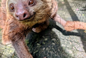 San Jose: Sloth and Wildlife Rescue Center Tour