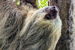 San Jose: Sloth and Wildlife Rescue Center Tour