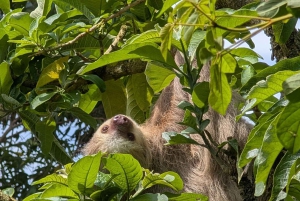 San Jose: Sloth and Wildlife Rescue Center Tour