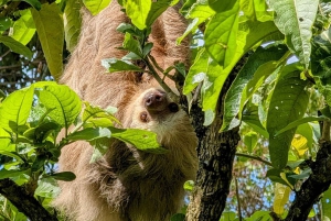 San Jose: Sloth and Wildlife Rescue Center Tour