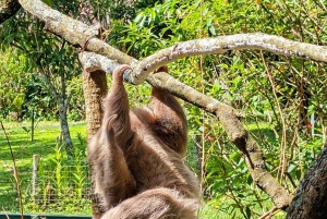 San Jose: Sloth and Wildlife Rescue Center Tour
