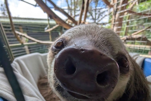 San Jose: Sloth and Wildlife Rescue Center Tour