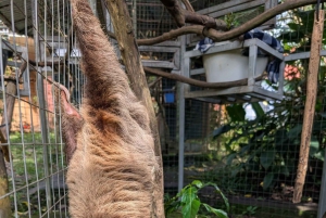 San Jose: Sloth and Wildlife Rescue Center Tour