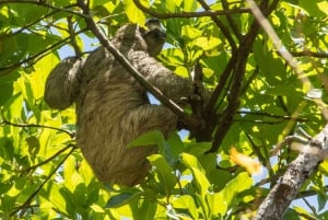 San Jose: tour naturalistico a piedi con bradipi, uccelli e alberi