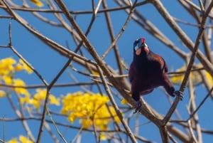 San Jose: passeio a pé pela natureza com preguiças, pássaros e árvores