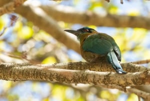 San Jose: Vandretur i naturen med dovendyr, fugle og træer