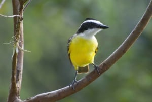 San Jose: Naturvandring med dovendyr, fugler og trær