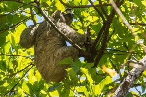 San Jose: Walking Nature Tour with Sloths, Birds, and Trees