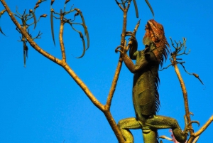 San Pedrillo Station - Corcovado national park