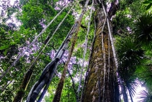 Corcovado National Park: San Pedrillo Station Day Tour