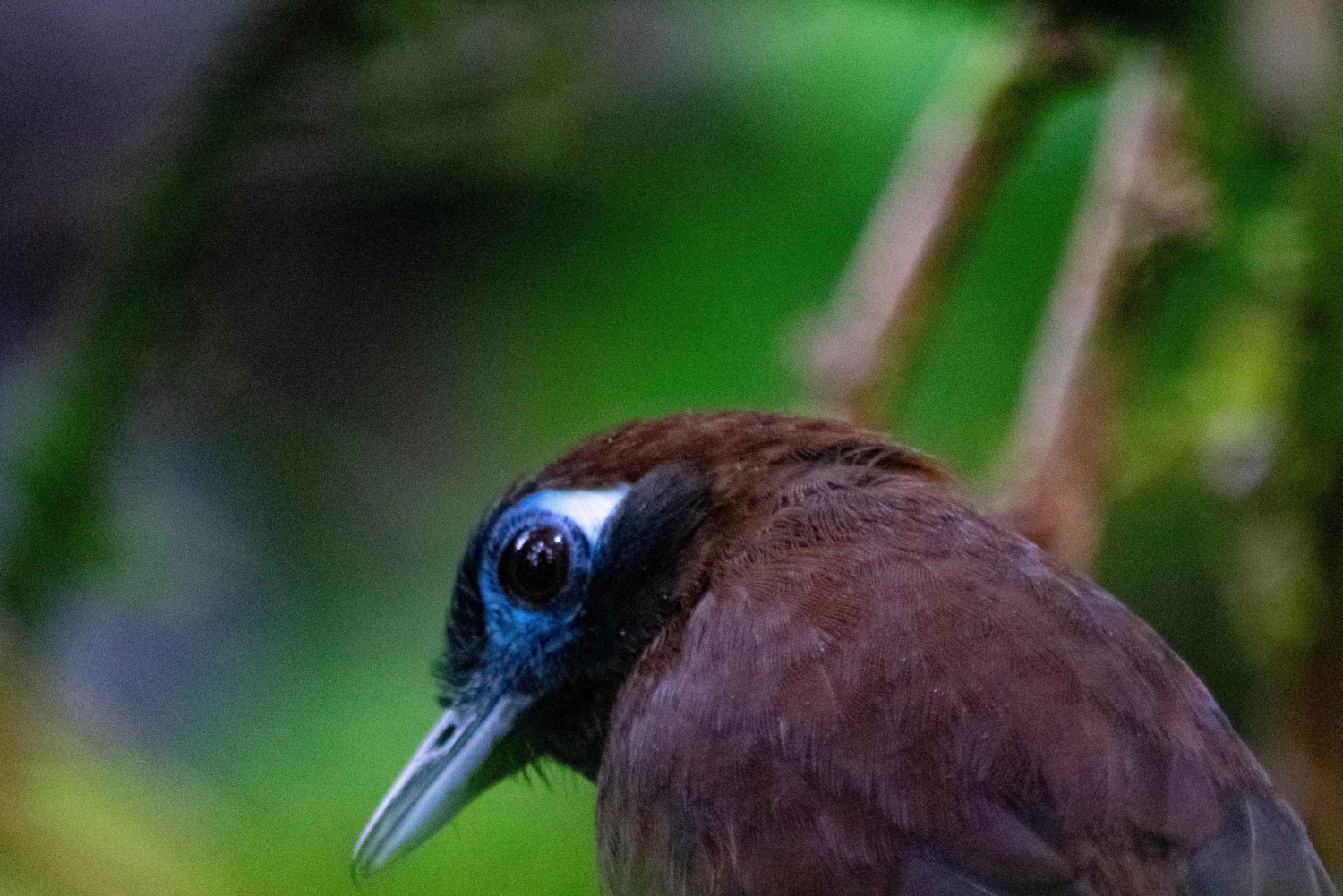 Santa Elena: Guidad rundtur i molnskogsreservatet