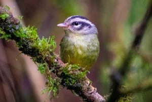 Santa Elena: Cloud Forest Reserve Guided Tour