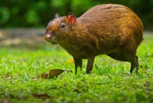 Santa Elena: Cloud Forest Reserve Guided Tour