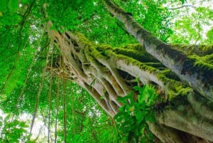 Santa Elena: Cloud Forest Reserve Guided Tour