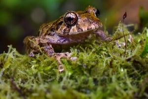 Santa Elena: Cloud Forest Reserve Guided Tour