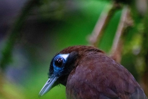 Santa Elena: Guidad rundtur i molnskogsreservatet