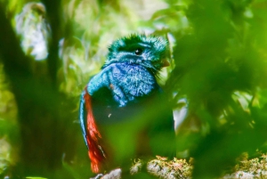 Santa Elena: Guidad rundtur i molnskogsreservatet