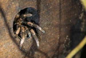 Santa Elena or Monteverde: Cloud Forest Night Walking Tour