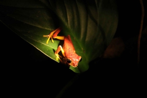 Santa Elena or Monteverde: Cloud Forest Night Walking Tour
