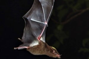 Santa Elena or Monteverde: Cloud Forest Night Walking Tour