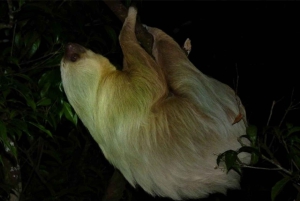 Santa Elena or Monteverde: Cloud Forest Night Walking Tour