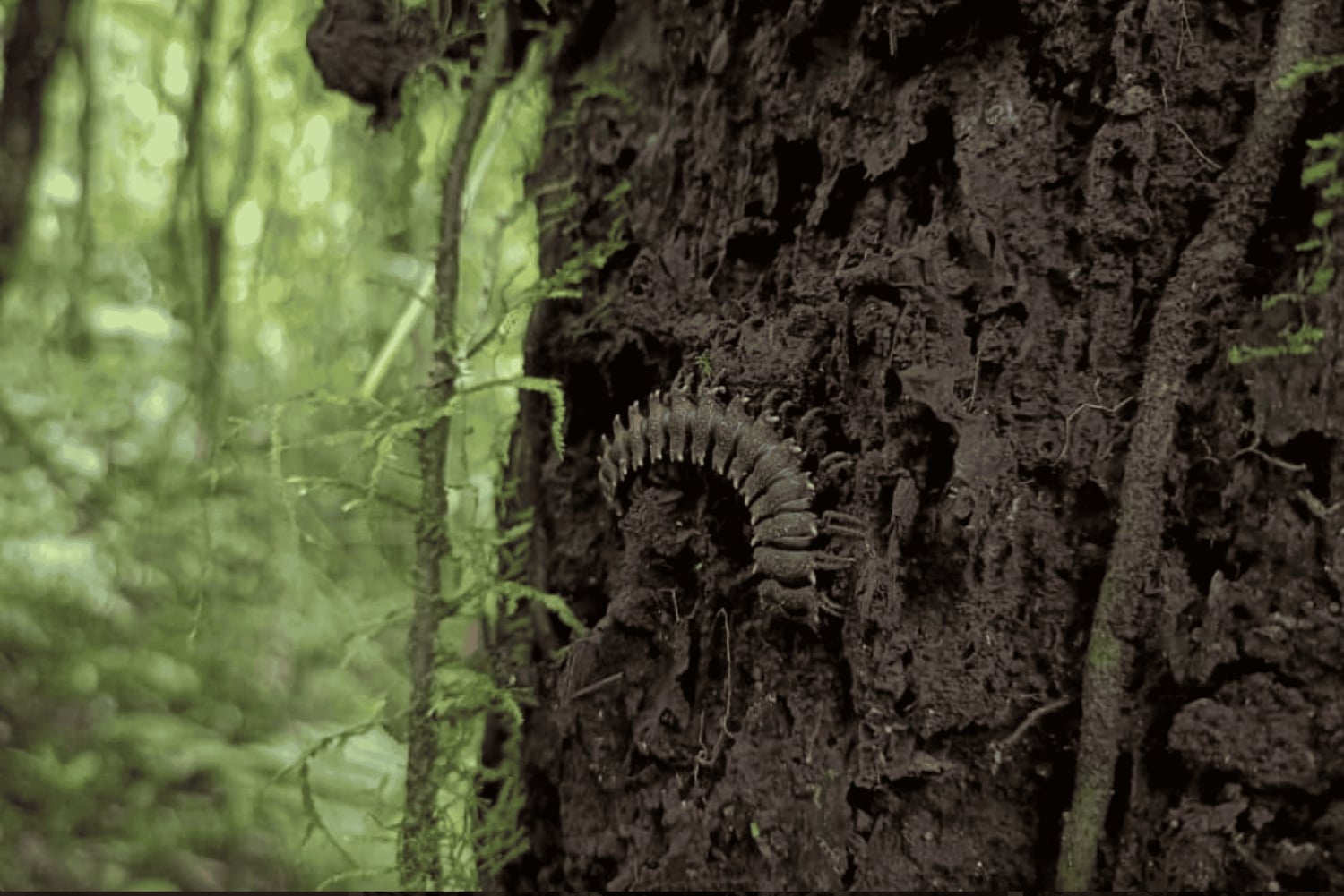 サンタ・エレナ：プライベート・ガイド付き雲霧林保護区散策