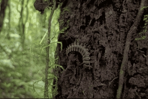 サンタ・エレナ：プライベート・ガイド付き雲霧林保護区散策