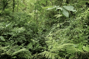サンタ・エレナ：プライベート・ガイド付き雲霧林保護区散策