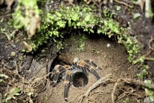 サンタ・エレナ：プライベート・ガイド付き雲霧林保護区散策