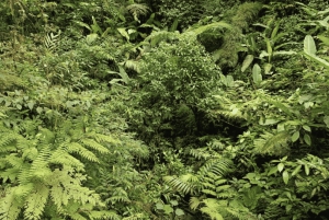 サンタ・エレナ：プライベート・ガイド付き雲霧林保護区散策