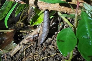 Santa Elena: Wildlife Refuge Monteverde Night Walking Tour